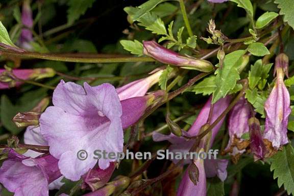 incarvillea arguta 6 graphic